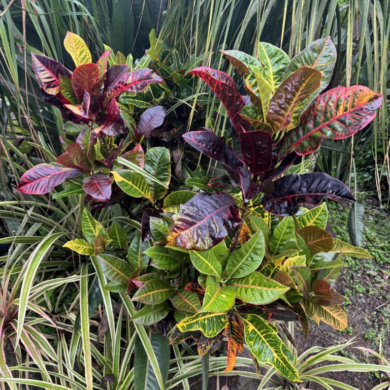 Colorful croton plants with vibrant leaves in a garden setting.