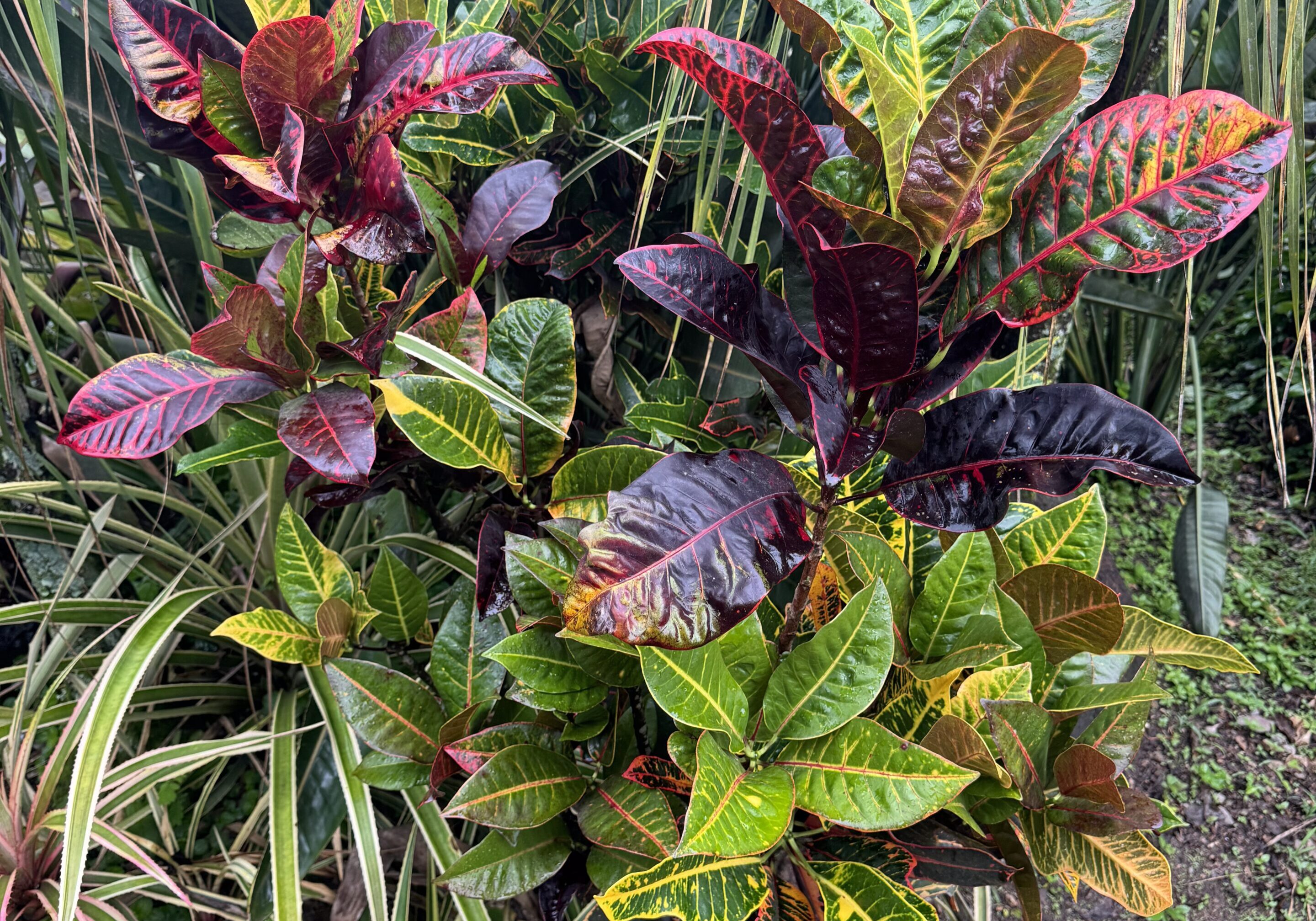 Colorful croton plants with vibrant leaves in a garden setting.