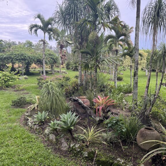 A tropical garden with palm trees and lush plants under a cloudy sky.
