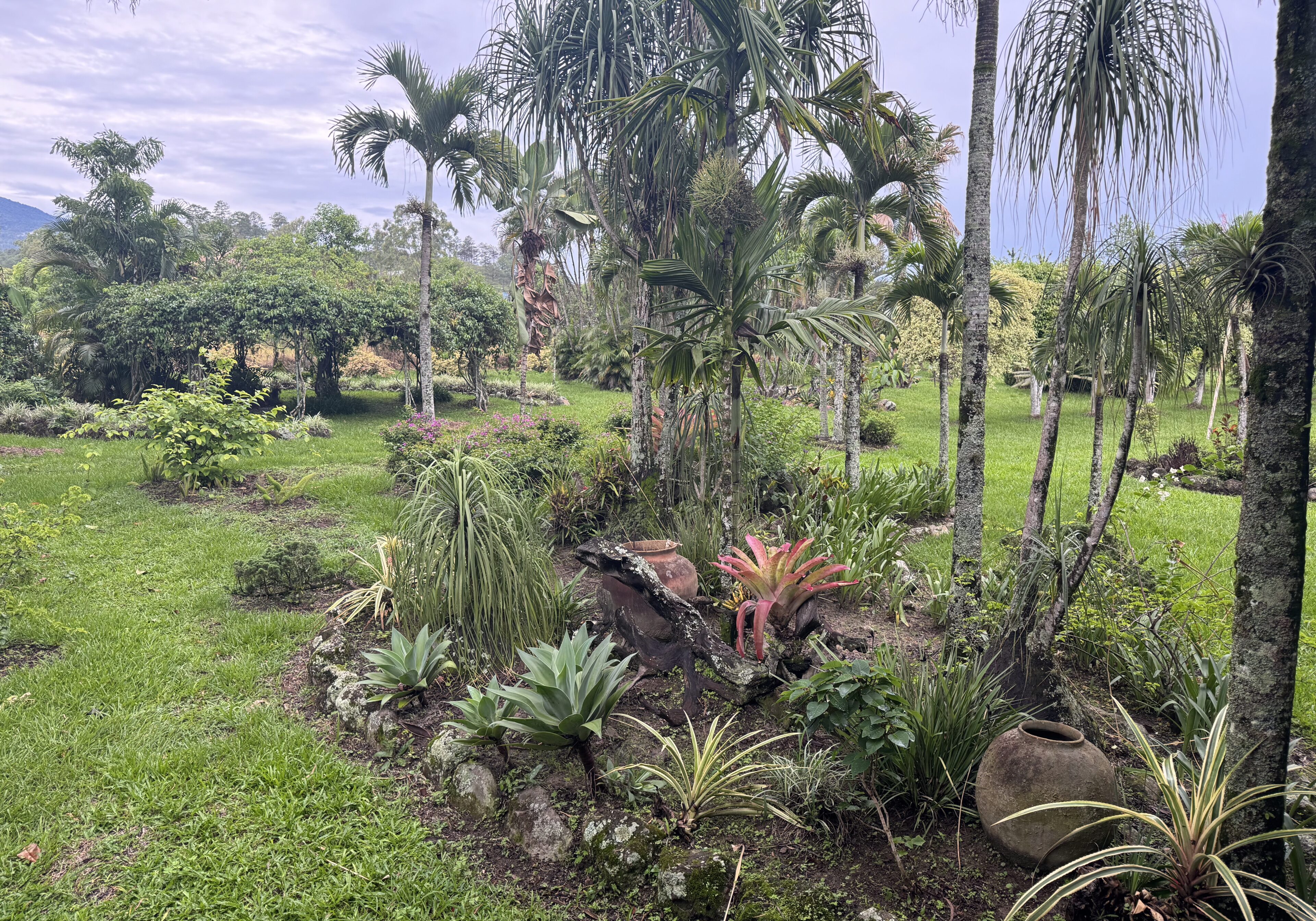 A tropical garden with palm trees and lush plants under a cloudy sky.