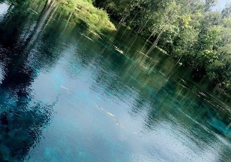 Clear blue water reflecting green trees in a serene natural setting.